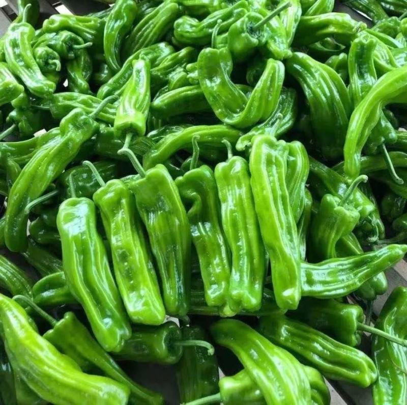 精选芜湖椒费县鲜辣椒山东薄皮芜湖椒现货代发全国