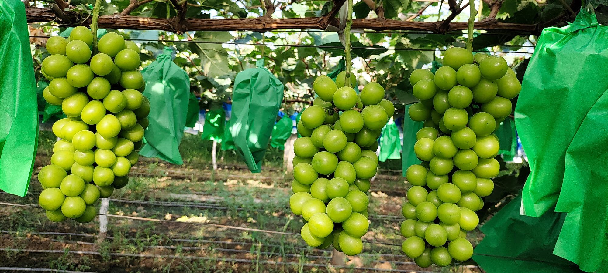 安全水果对比图