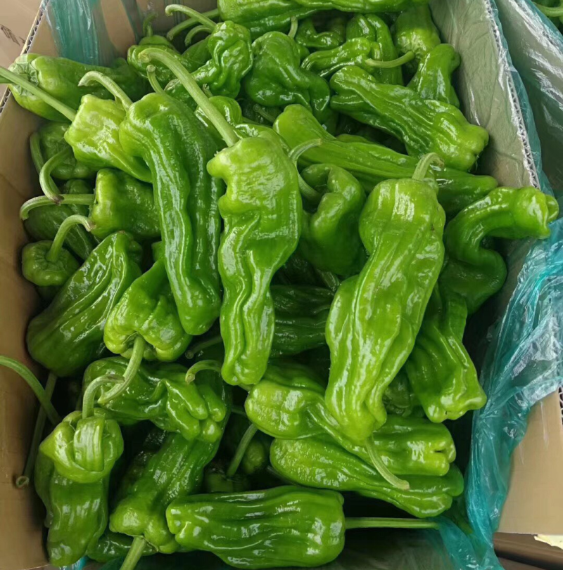 精选芜湖椒费县鲜辣椒山东薄皮芜湖椒现货代发全国