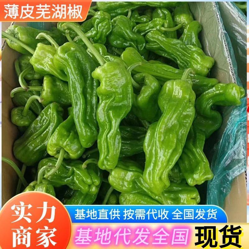 《实力推荐》芜湖椒费县鲜辣椒山东芜湖椒费县薄皮椒