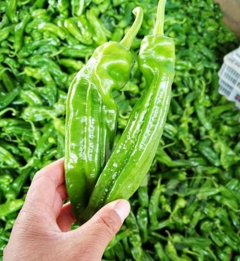 《实力推荐》芜湖椒费县鲜辣椒山东芜湖椒费县薄皮椒