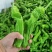 《实力推荐》芜湖椒费县鲜辣椒山东芜湖椒费县薄皮椒