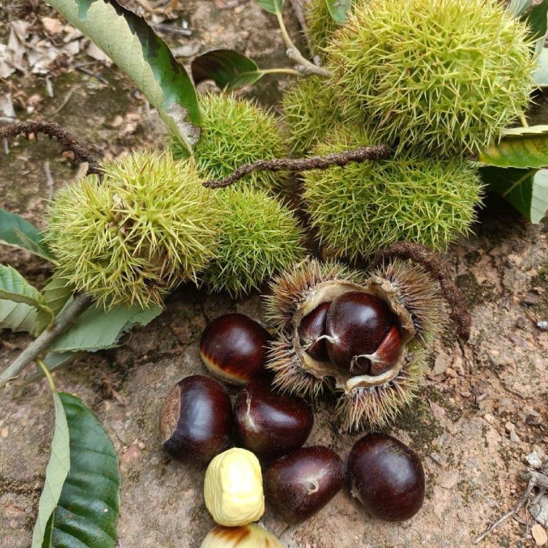 【推荐】河北青龙县新鲜板栗上市农场种植量大从优各种规格