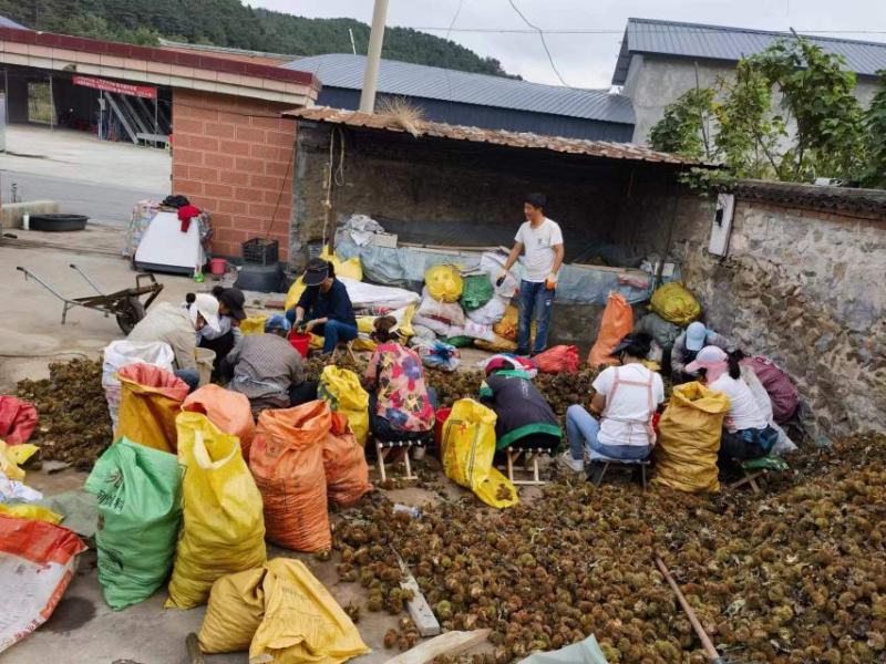 【推荐】河北青龙县新鲜板栗上市农场种植量大从优各种规格