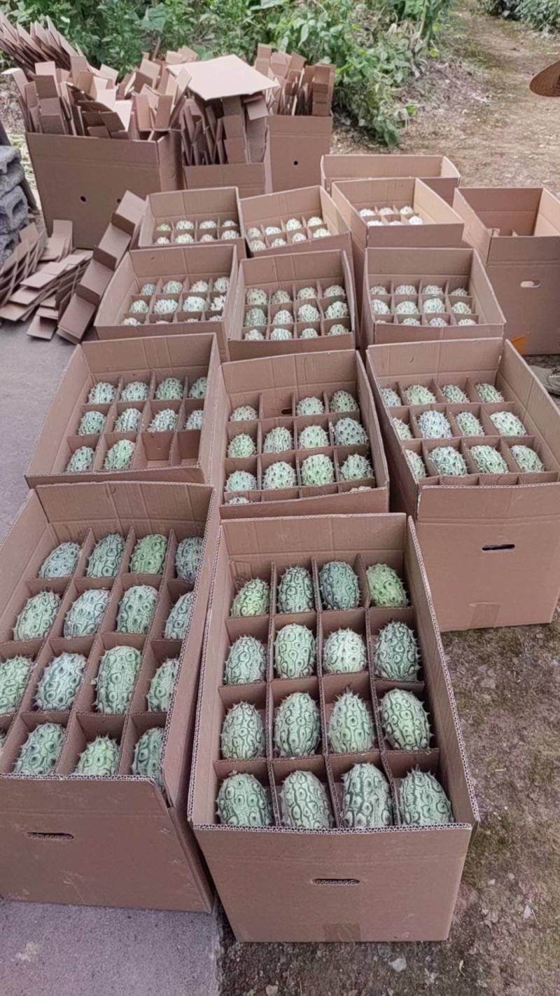 火参果大量出售，都是六两以上，都是精品