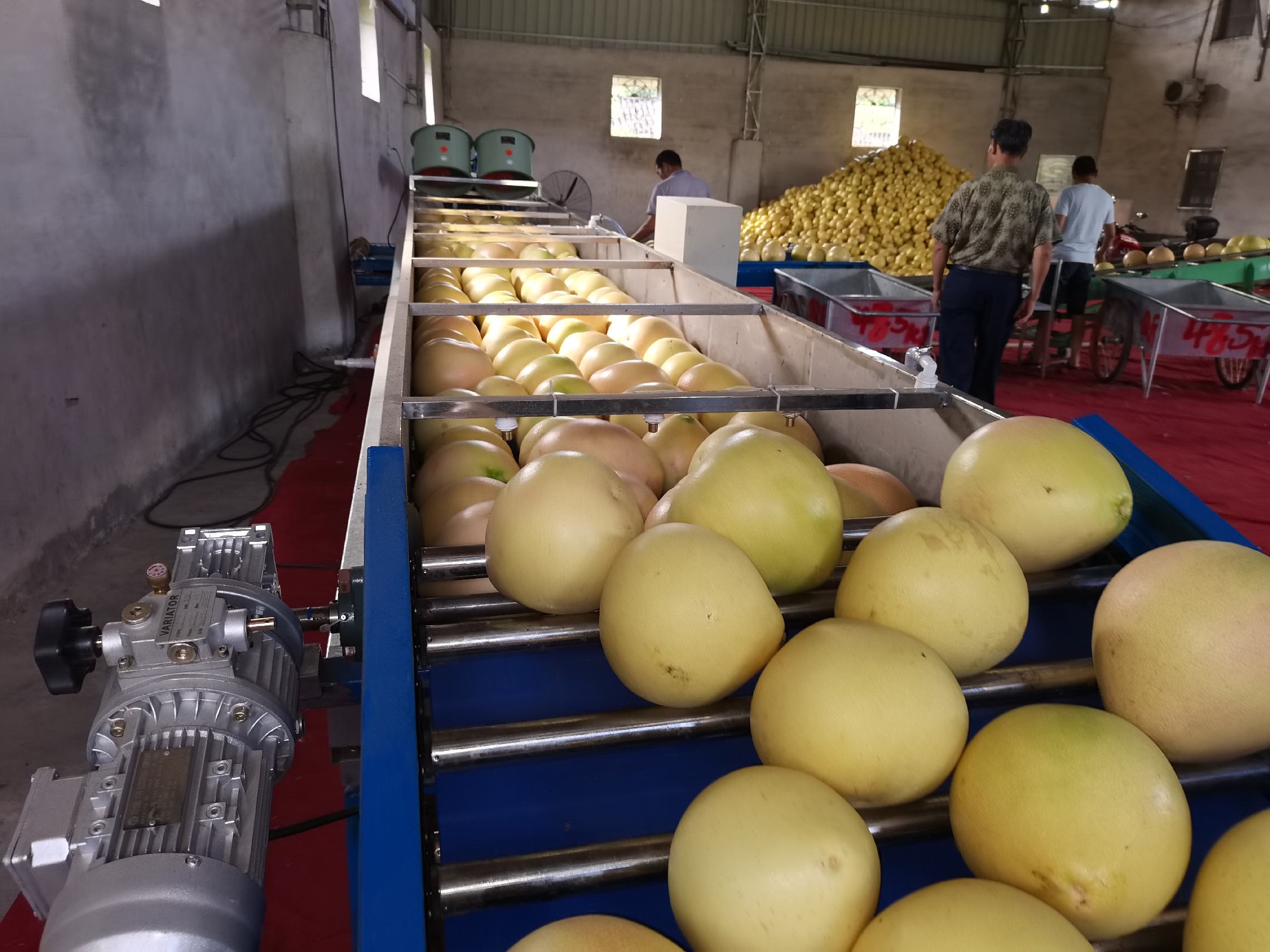 挑选柚子技巧图示