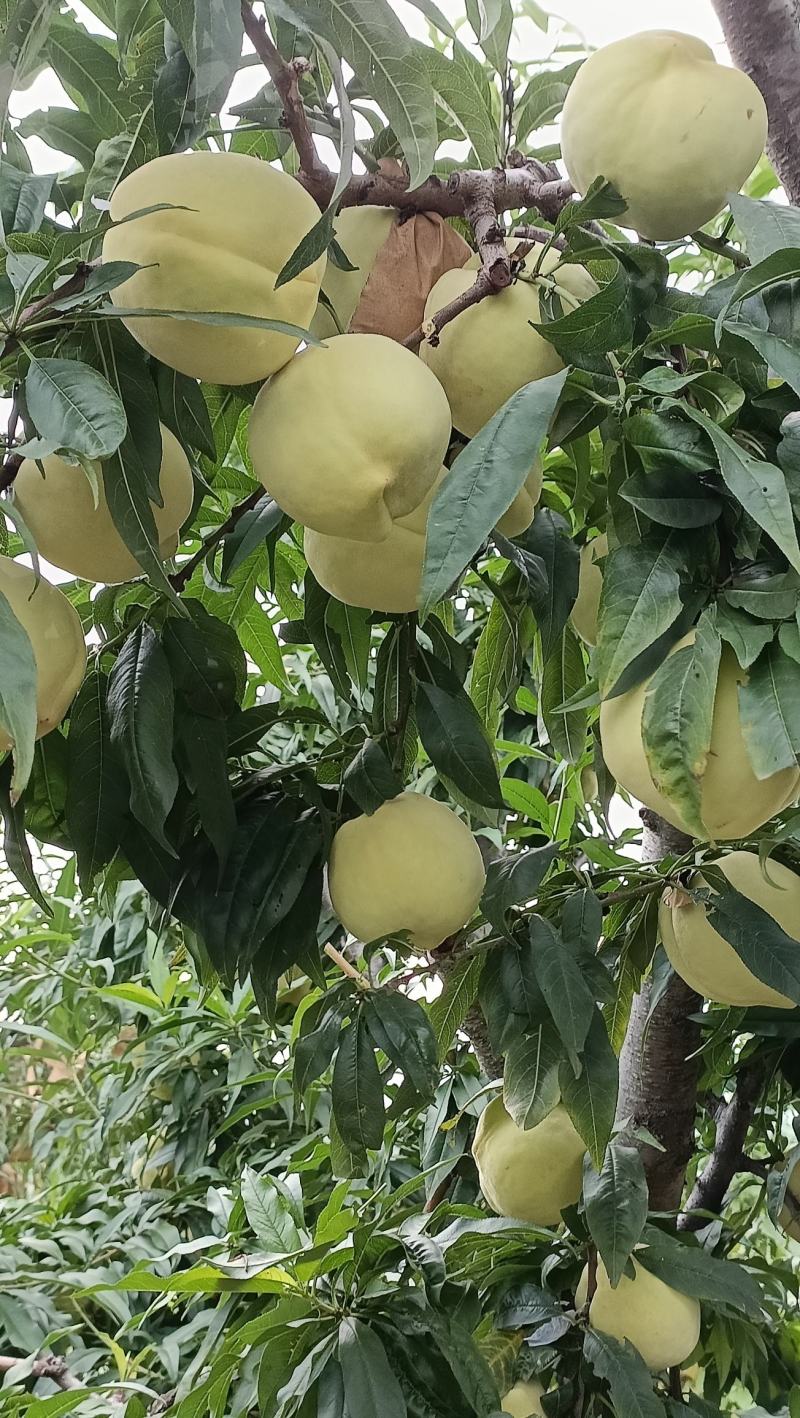 中华寿桃预售开始了