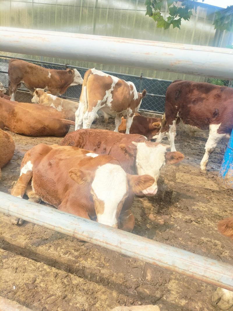 湖南西门塔尔牛养殖场肉牛犊好养殖包回收长势快