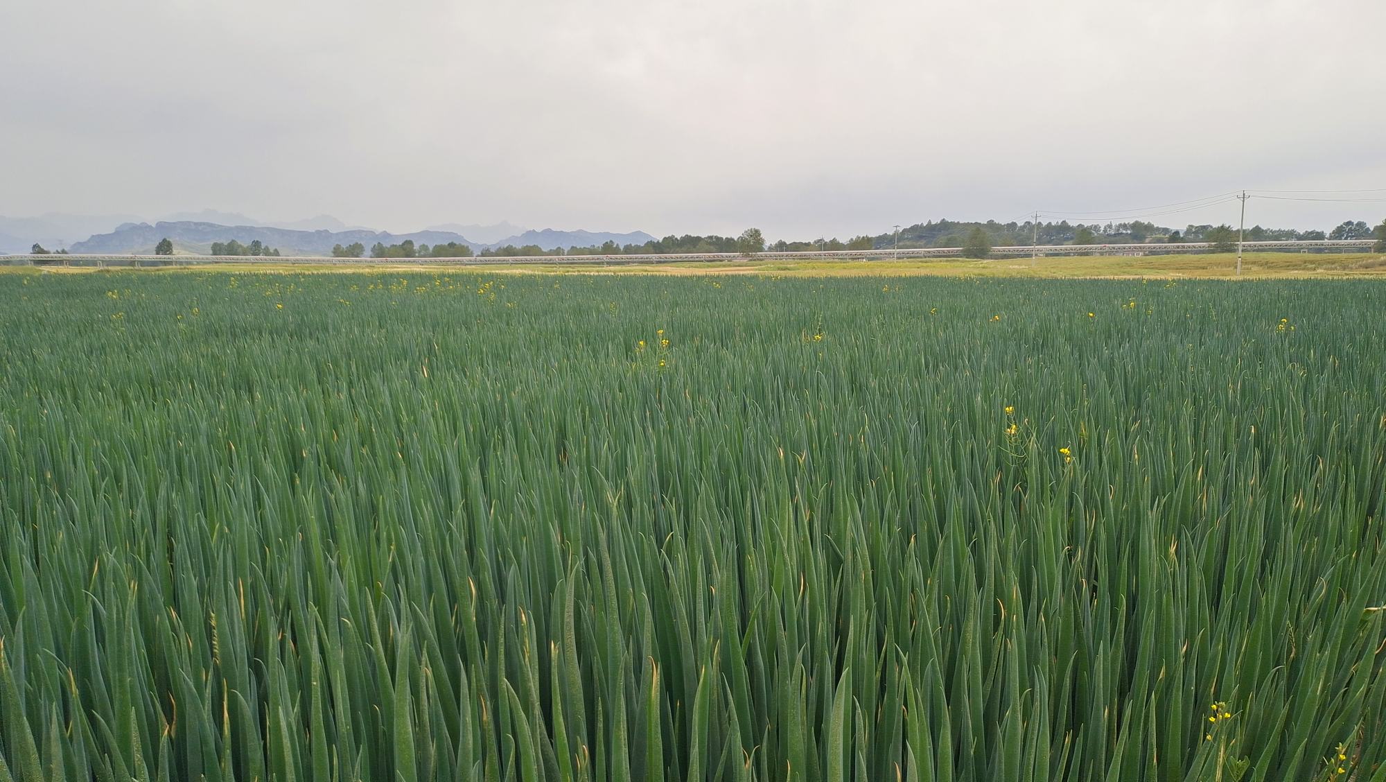 大葱田间生长图