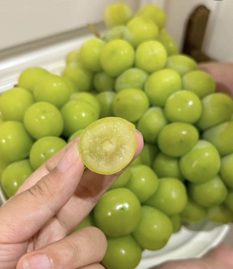 精品阳光玫瑰-量大从优-品质保障-支持验货-可视频看货