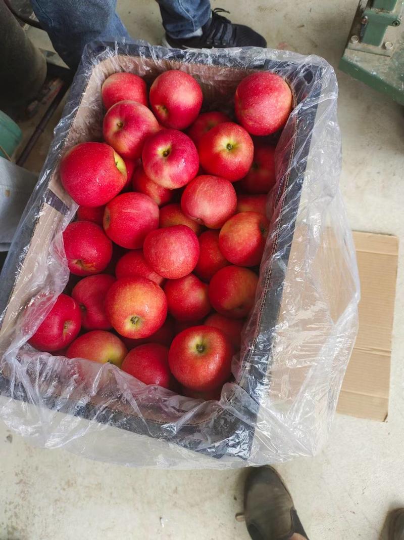 辽宁苹果精品鲁丽苹果产地直供价格便宜商超市场团购