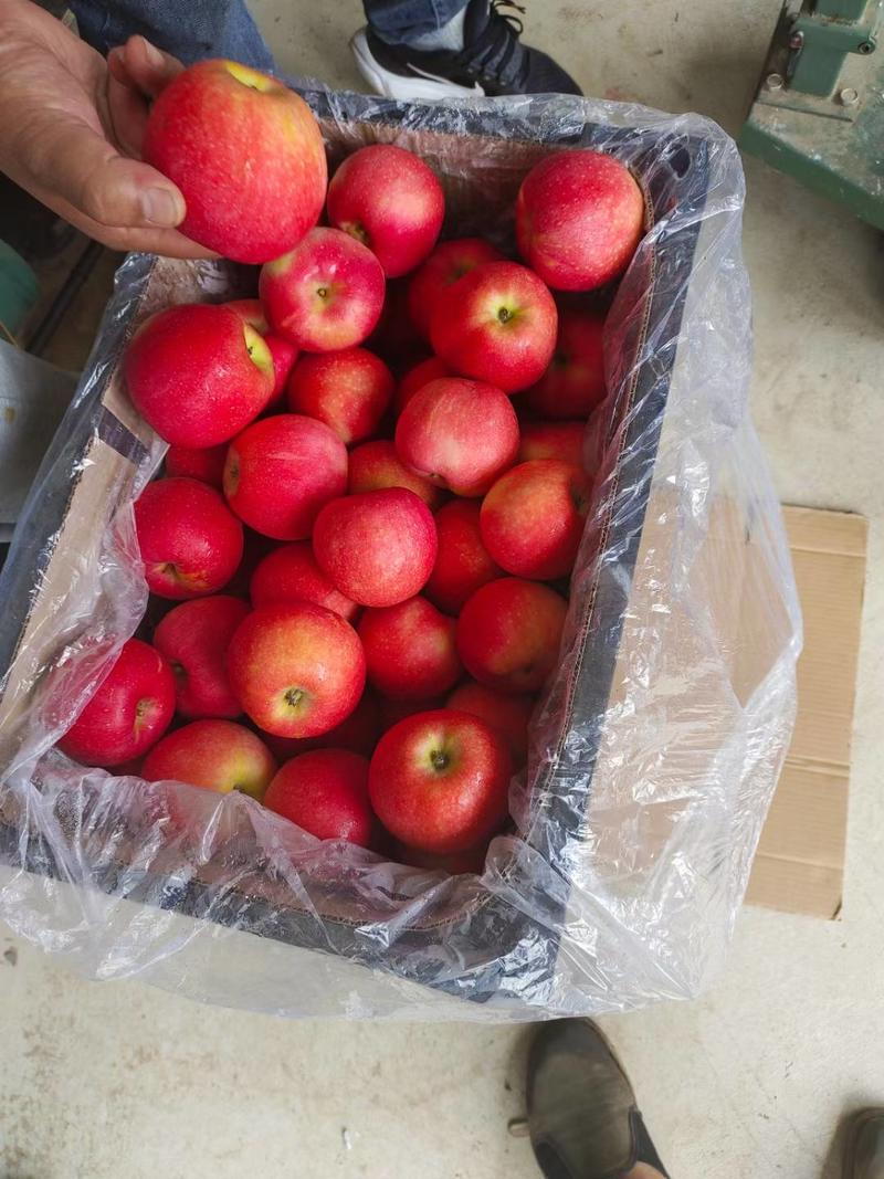 辽宁苹果精品鲁丽苹果产地直供价格便宜商超市场团购