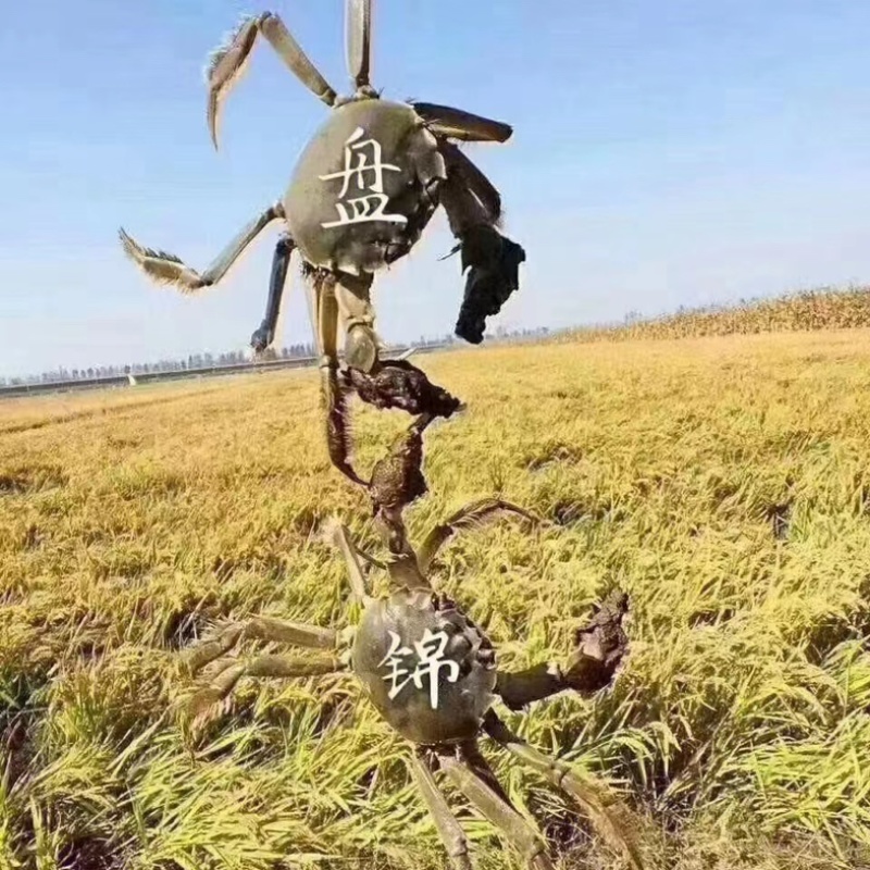 盘锦河蟹产地直发，诚信经营，电商商超