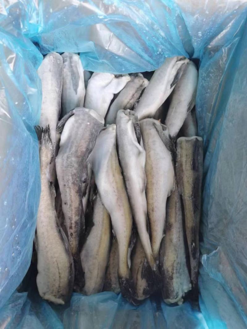 鳕鱼明太鱼单冻去头20斤装长度25厘米新鲜