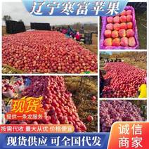 辽宁苹果精品寒富苹果大量上市口感脆甜量大从优