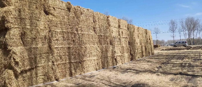 一位中年农妇正在使用小型石磨对青麦穗进行轻度碾压,麦壳分离,露出鲜绿色的麦仁,操作台旁堆放着刚采摘的麦穗,背景为农家小院,阳光洒落,体现传统工艺与自然生态结合的场景 手工制作碾转过程特写