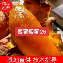 河北烟薯【精品】烟薯25直供电商超市烤薯店欢迎联系