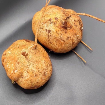 凉薯，地瓜，产地供应，价格美丽，一手货源，量大从优哦