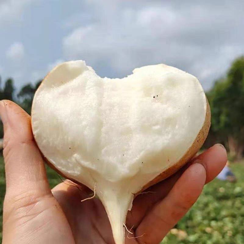 地瓜凉薯豆薯产地一手货源先挖现发大量有货欢迎订