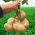地瓜凉薯豆薯产地一手货源先挖现发大量有货欢迎订