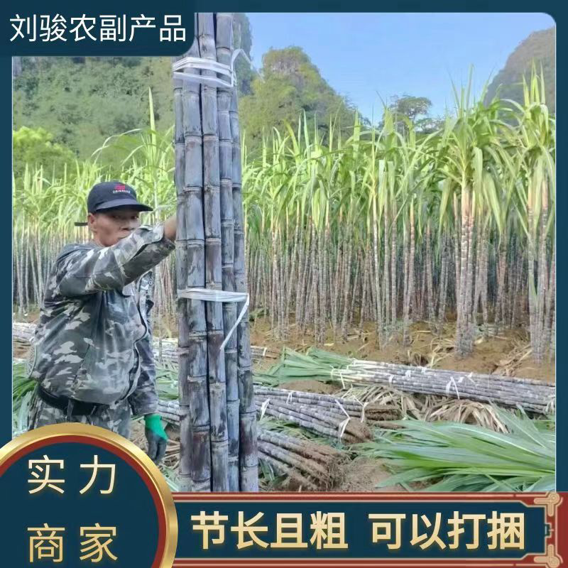 广西黑皮甘蔗不空心不糠水分足常年供应节长且粗壮条形好货量大