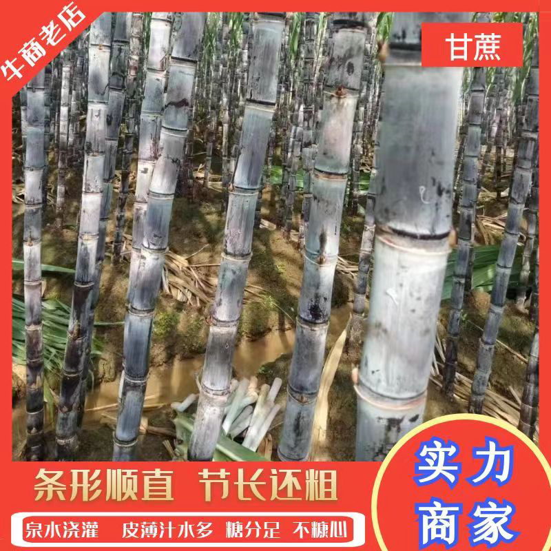 精品广西黑皮甘蔗质量好节长脆甜汁多一手货源诚信经营