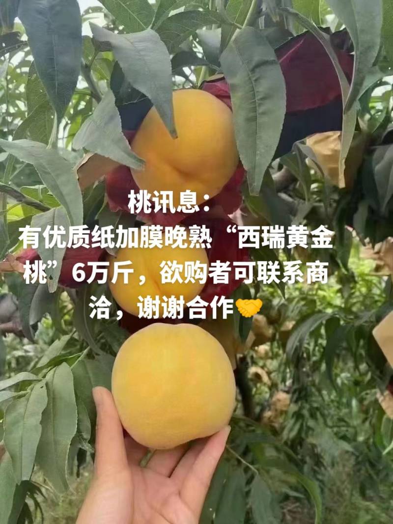 晚熟西瑞黄金桃