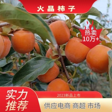 玲珑珠柿火葫芦柿子产地直发欢迎合作