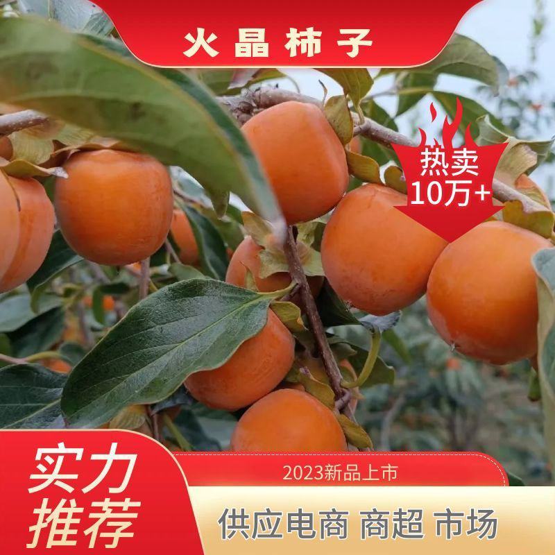 玲珑珠柿火葫芦柿子产地直发欢迎合作