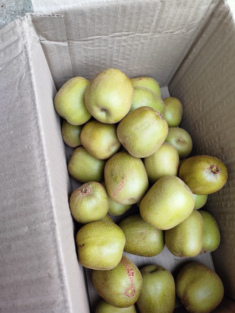 广西桂北高山红心猕猴桃