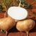 地瓜凉薯豆薯沙葛产地一手货源，量大从优，支持发货