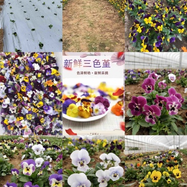 三色花、三色堇、角堇花大量有货