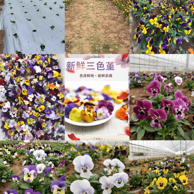 三色花、三色堇、角堇花大量有货