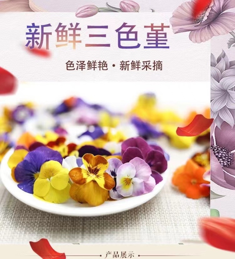 三色花、三色堇、角堇花大量有货