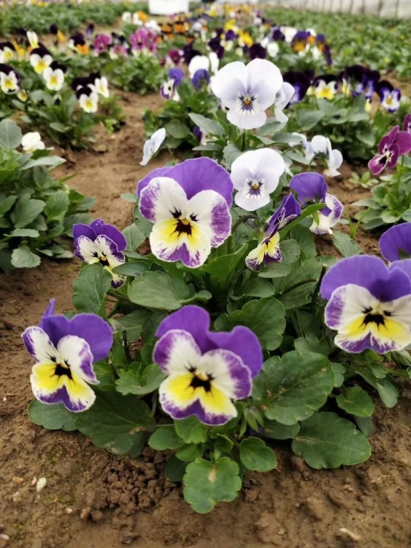三色花、三色堇、角堇花大量有货
