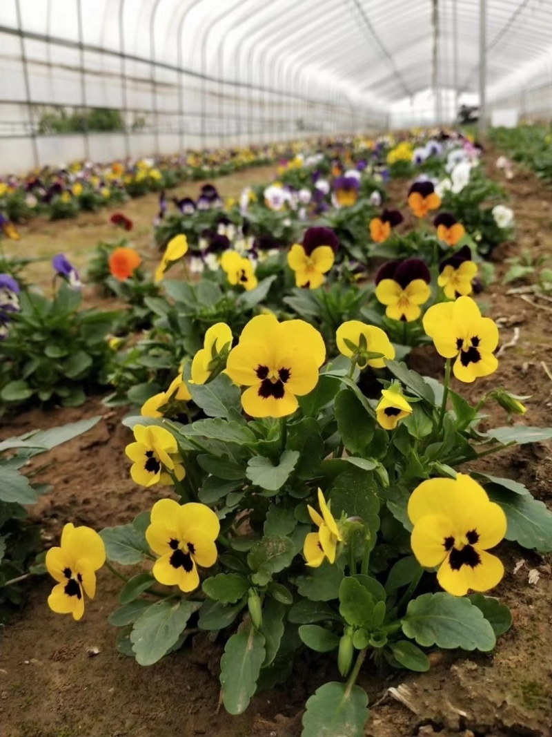 三色花、三色堇、角堇花大量有货