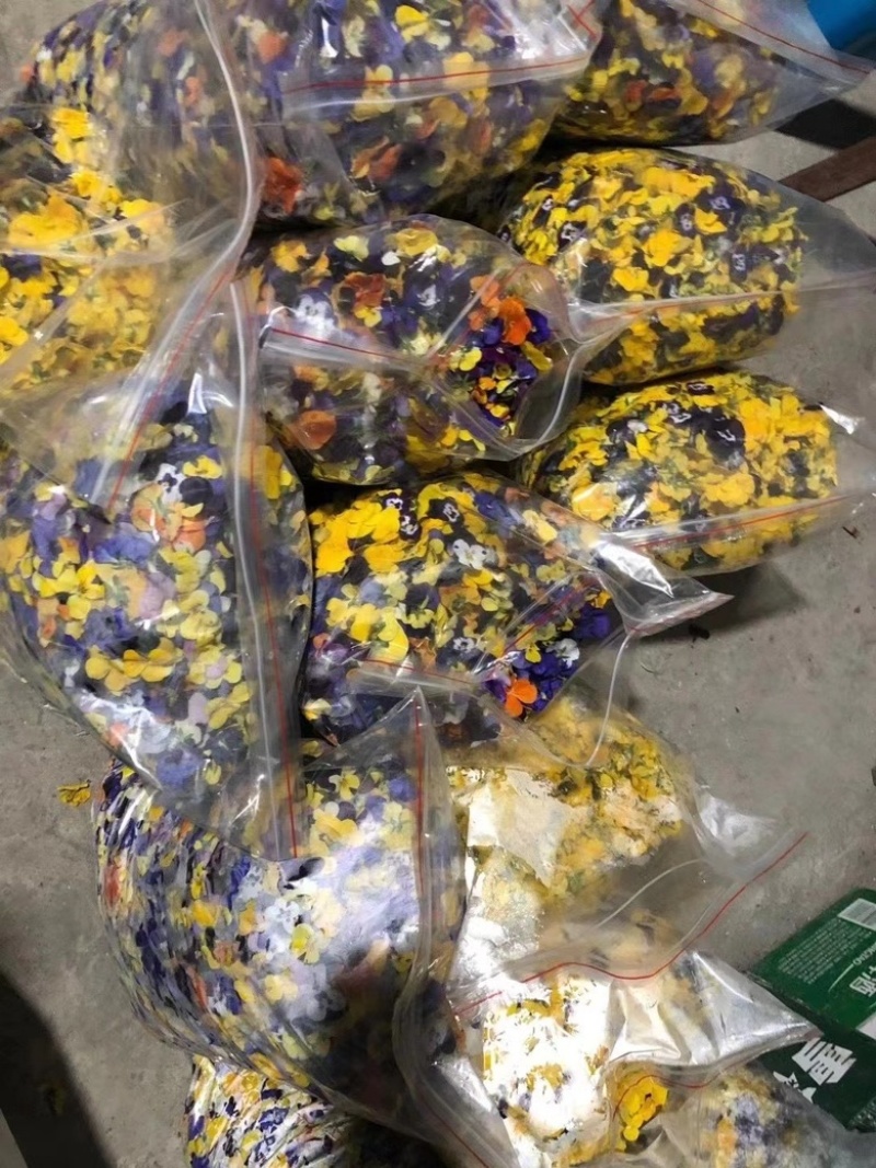 三色花、三色堇、角堇花大量有货