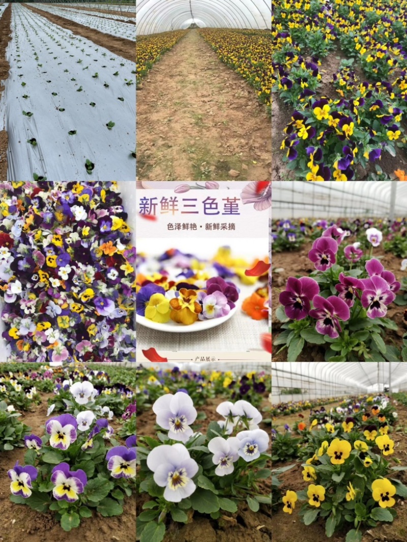 三色花、三色堇、角堇花大量有货