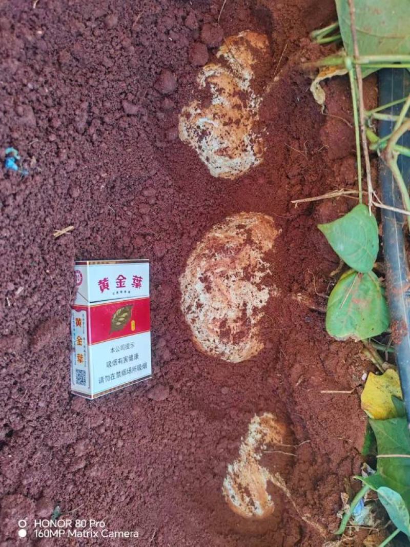 云南文山精品红泥凉薯口感甘甜多汁是您赚钱好货