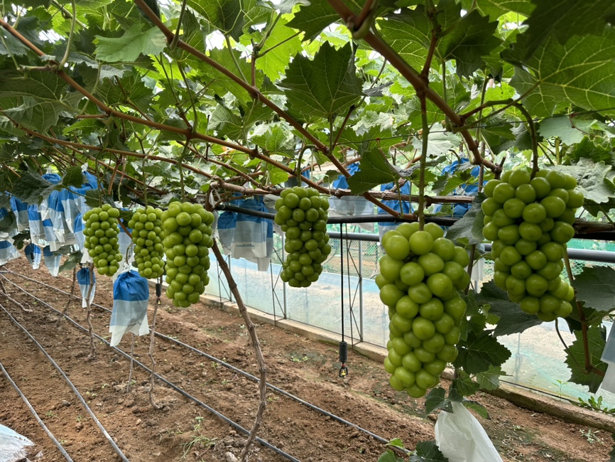 无人机航拍视角下的阳光玫瑰葡萄园,整齐排列的葡萄架延伸至远方,绿叶间挂满成串的黄绿色葡萄,部分果串套有保护袋,田间有农民正在检查果实生长情况,展现现代化农业种植场景 阳光玫瑰果园航拍图