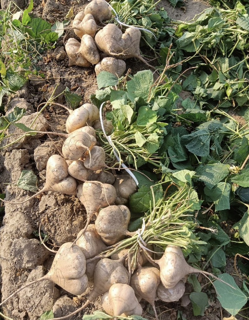 豆薯凉薯白地瓜脆口甘甜一手货源保质保量