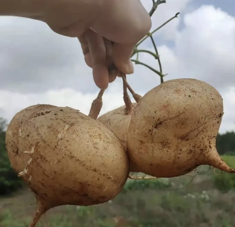 豆薯凉薯白地瓜脆口甘甜一手货源保质保量