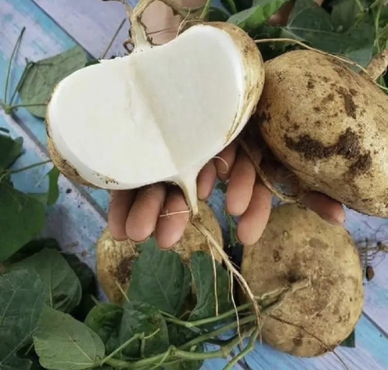 豆薯凉薯白地瓜脆口甘甜一手货源保质保量