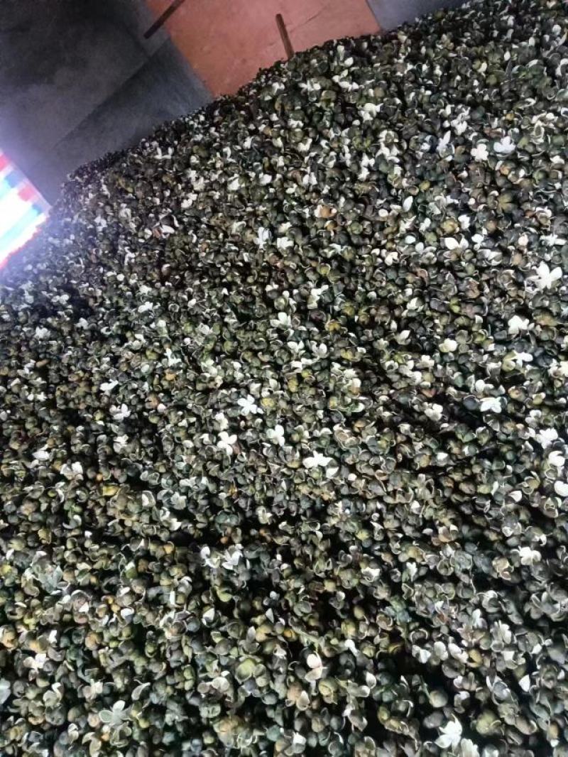 山桔皮产地直销，全国发货，量大从优