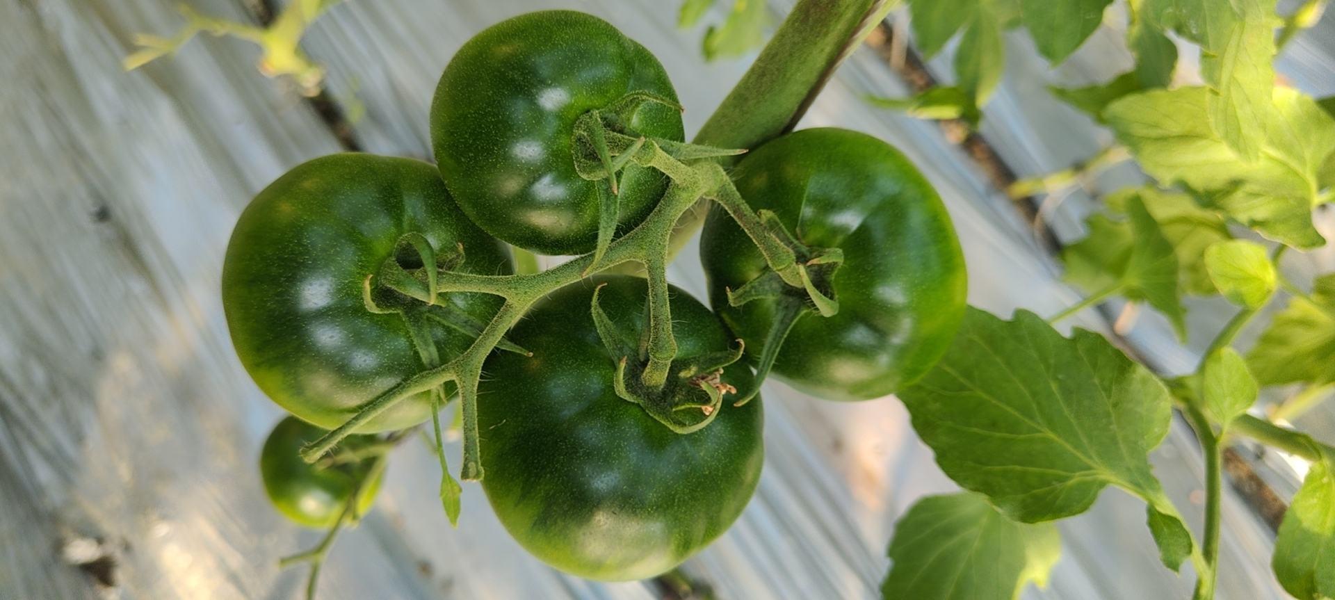 青色未成熟的西红柿