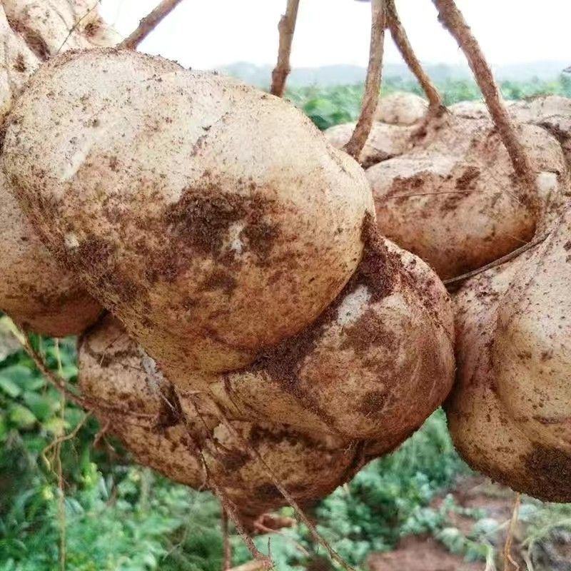 地瓜凉瓜豆薯沙葛产地一手货源量大从优支持发货货源充足