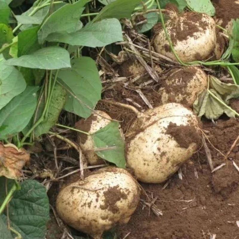地瓜凉瓜豆薯沙葛产地一手货源量大从优支持发货货源充足