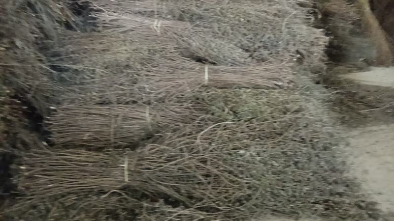 广东溪黄草，苦溪黄草，优质溪黄草，质量保证欢迎下单