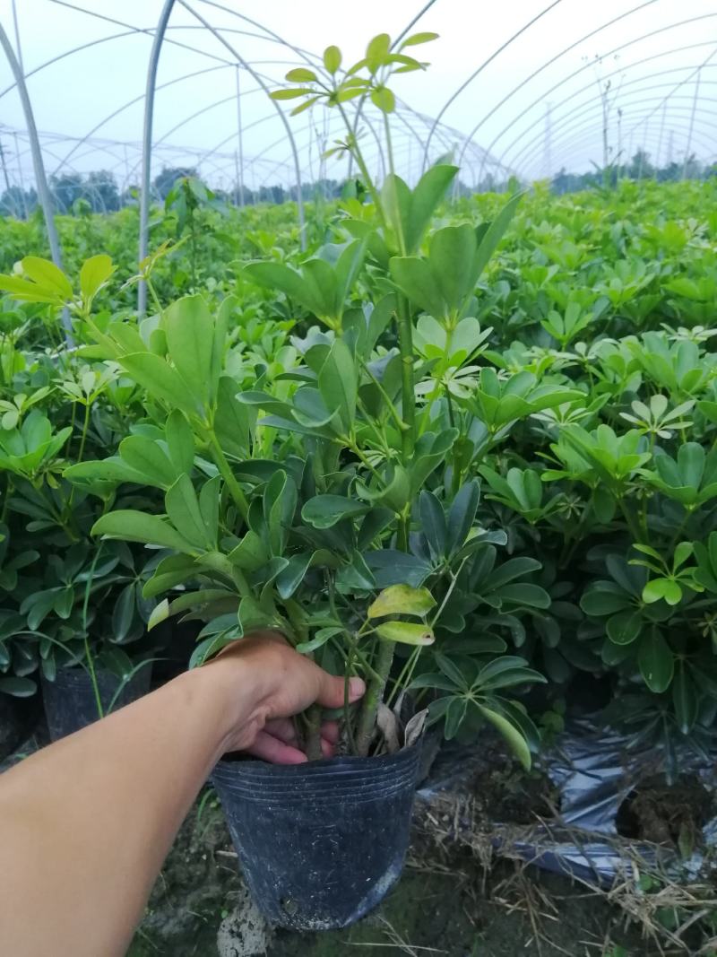 鸭脚木基地小苗，鸭脚木大杯批发，鸭脚木小杯基地小苗鹅掌柴