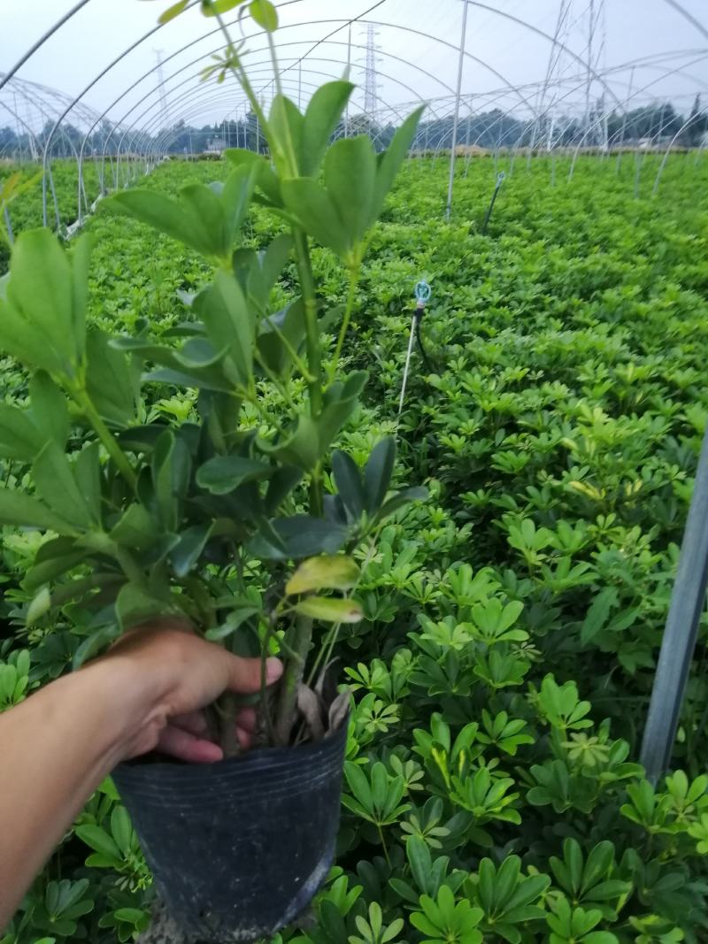 鸭脚木基地小苗，鸭脚木大杯批发，鸭脚木小杯基地小苗鹅掌柴